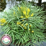 Mahonia 'Soft Caress' ®