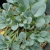 Mertensia