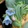 Fleurs du Mertensia