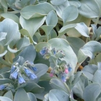 Plante à huître ou Mertensia