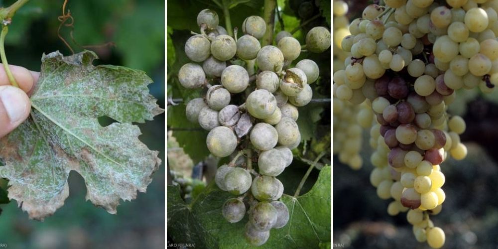 maladies vigne mildiou oidium botrytis