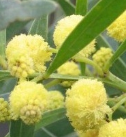 Mimosa des 4 Saisons