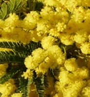 Mimosa Gaulois Astier