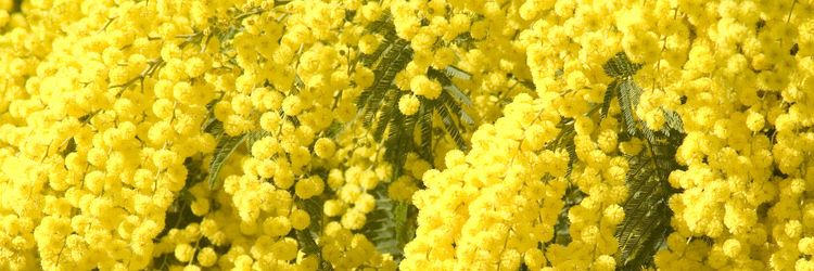 Fleurs de mimosa