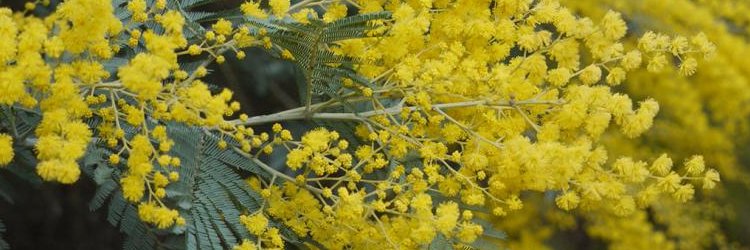 Fleurs de Mimosa