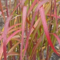 Miscanthus 'Navajo' ®