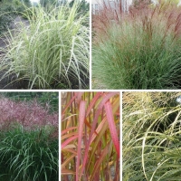 Graminées Miscanthus