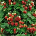 Fraisier 'Mount Everest'