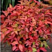 Nandina Blush Pink ®