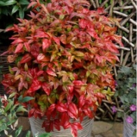 Nandina 'Fire Power'