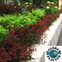 Nandina 'Flirt' ®