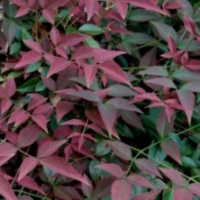 Nandina 'Harbour Dwarf'