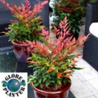 Nandina 'Obsessed' ®