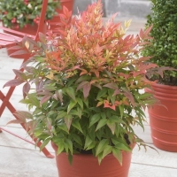 Nandina Sunset Boulevard ®