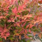 Nandina 'Gulfstream'