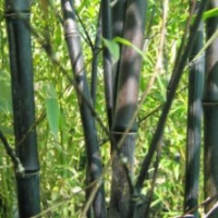 Bambou Phyllostachys nigra