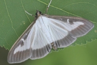 Papillon de la Pyrale du Buis