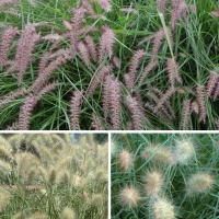 Graminées Pennisetum