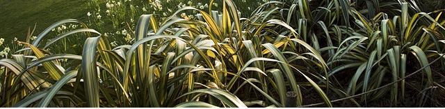 Phormium plantation