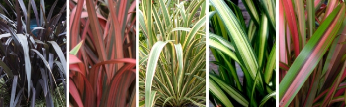 phormium feuillages colorés