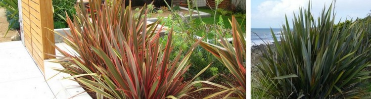 plantation-phormium-tenax-lin-nouvelle-zelande