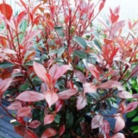 Photinia 'Carré Rouge'