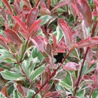 Photinia 'Pink Marble'