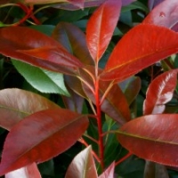 Photinia 'Red Light'