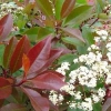 Photinia Red