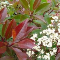 Photinia 'Red Robin'