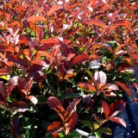 Photinia 'Red Select'