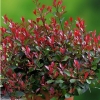 Photinia