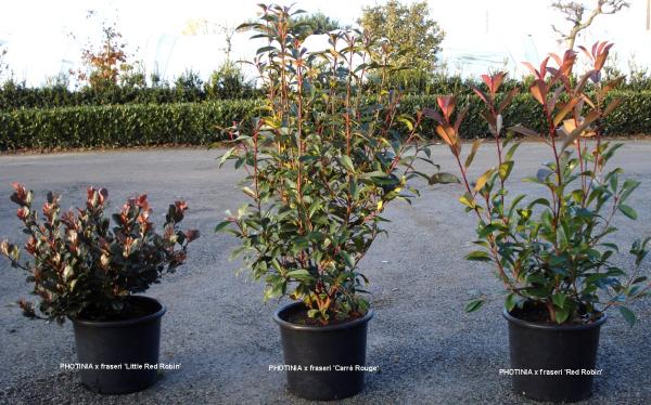 Comparaison des différentes variétés de Photinias