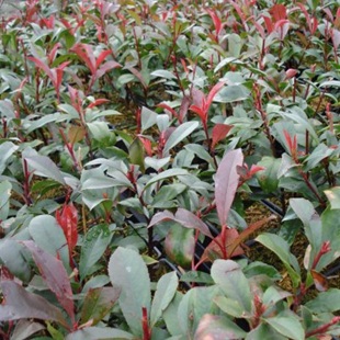 Photinias taillés