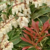 Pieris 'Carnaval'