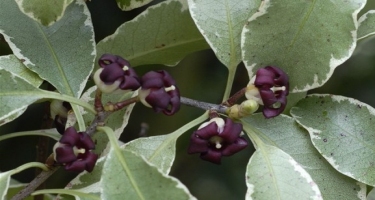 fleur pittosporum tenuifolium