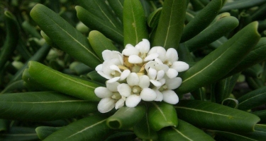 fleur pittosporum tobira