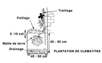 Planter une Clématite