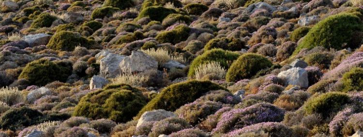 Plantes allélopathiques