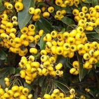 Pyracantha jaune