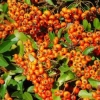 Pyracantha 'Orange Glow'