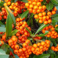 Pyracantha orange