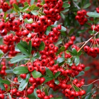 Pyracantha rouge