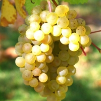 Vigne 'Chasselat doré'