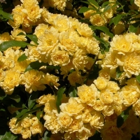 Rosier grimpant banks jaune 'Lutea'