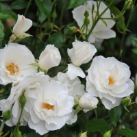 Rosier remontant 'Iceberg'