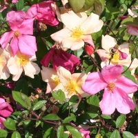 Rosier mutabilis