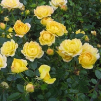 Rosier couvre-sol 'Yellow Fairy'