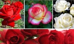 Roses pour bouquets de fleurs