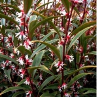 Sarcococca 'Digyna'